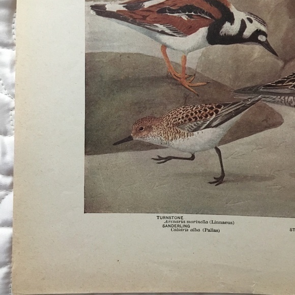 Antique Ornithological Bird Print Original beach birds - Picture 4 of 10